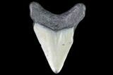 Juvenile Megalodon Tooth - Georgia #91127-1
